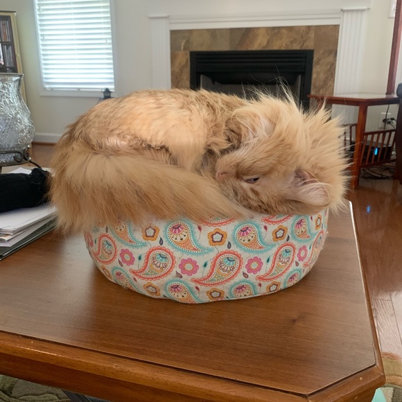 Meet your Posher, Lisa - Picture 4 of 4